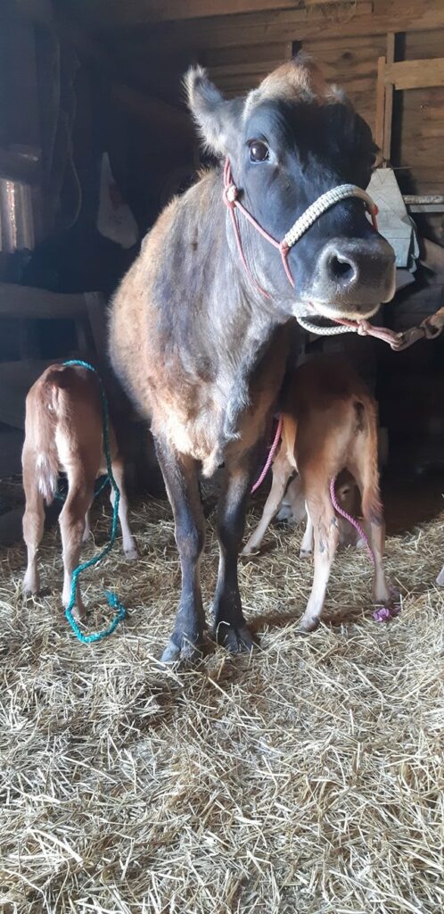 Purebred Mini Jersey Cow feeding two calves