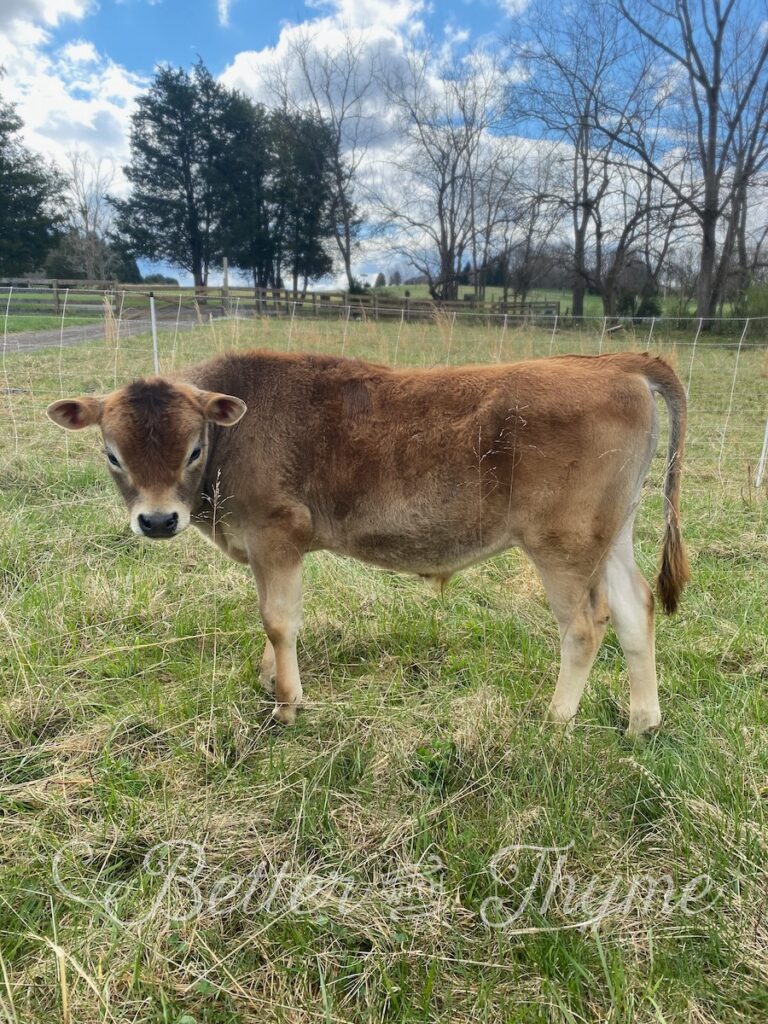 Four month old Purebred Mini Jersey bull calf