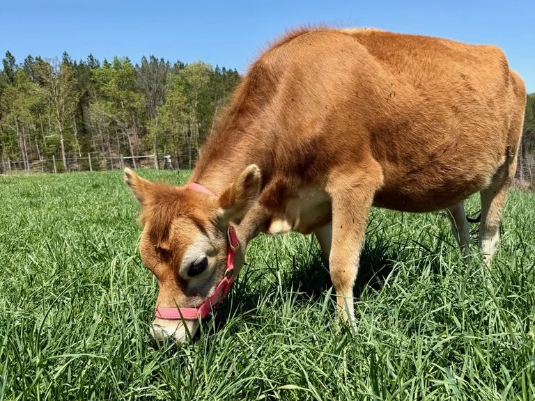 Milk training is a necessary part of raising a Mini Jersey heifer