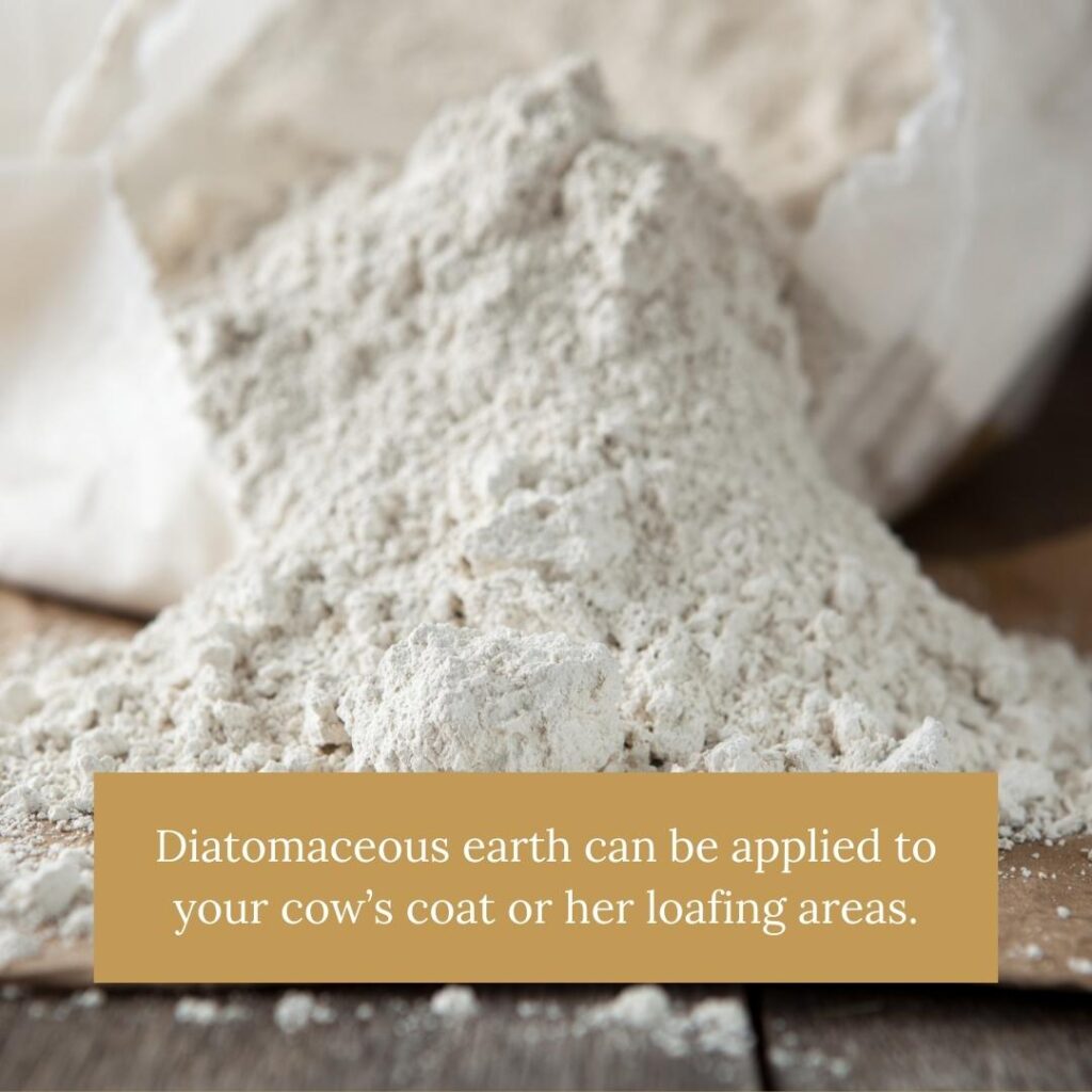 Diatomaceous earth can be applied to your cow’s coat or her loafing areas.