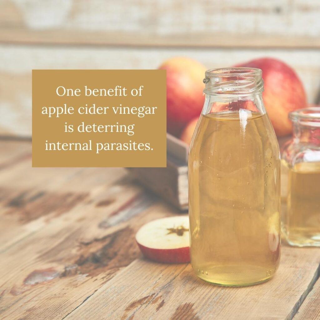 One benefit of apple cider vinegar is deterring internal parasites.