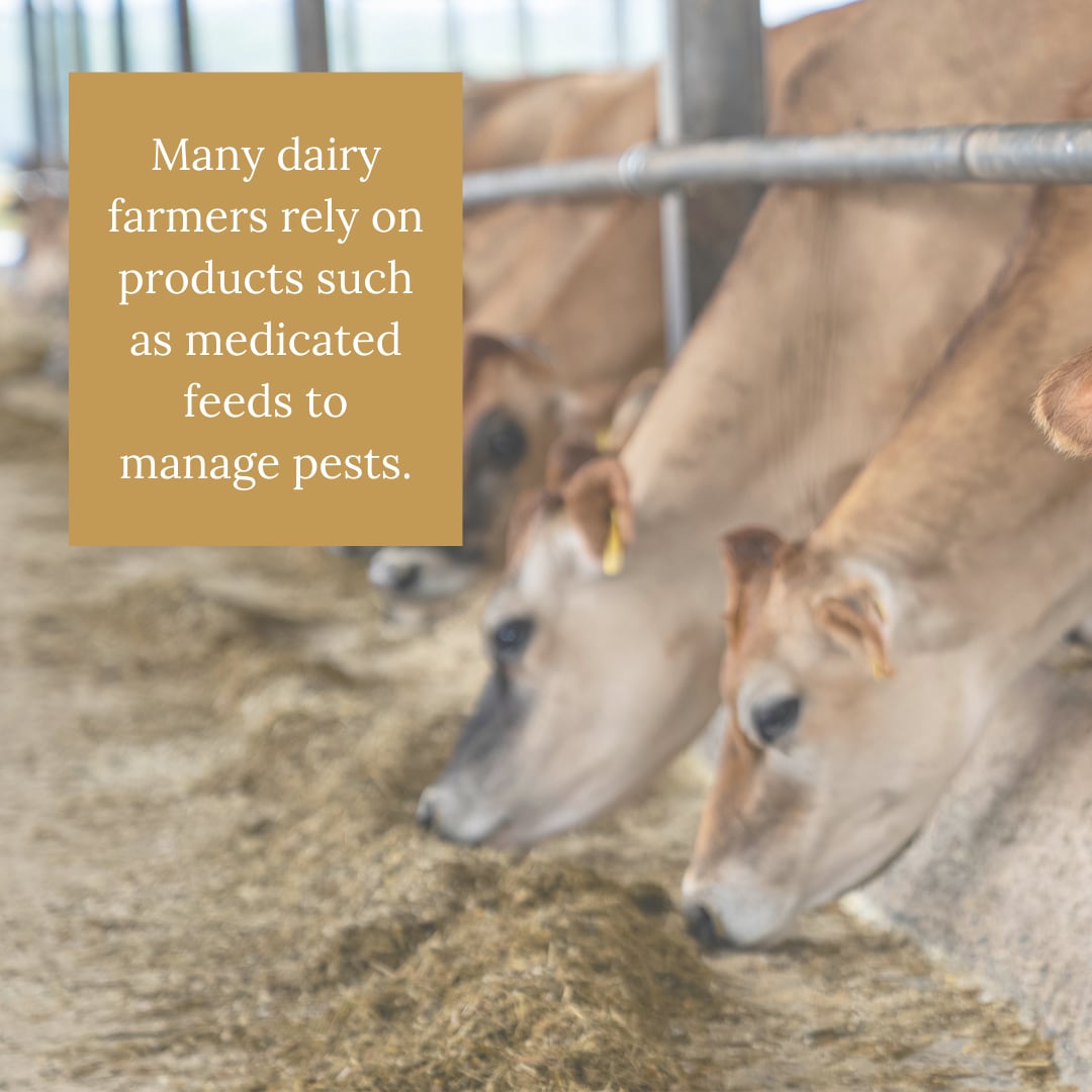 Many dairy farmers rely on products such as medicated feeds to manage pests.