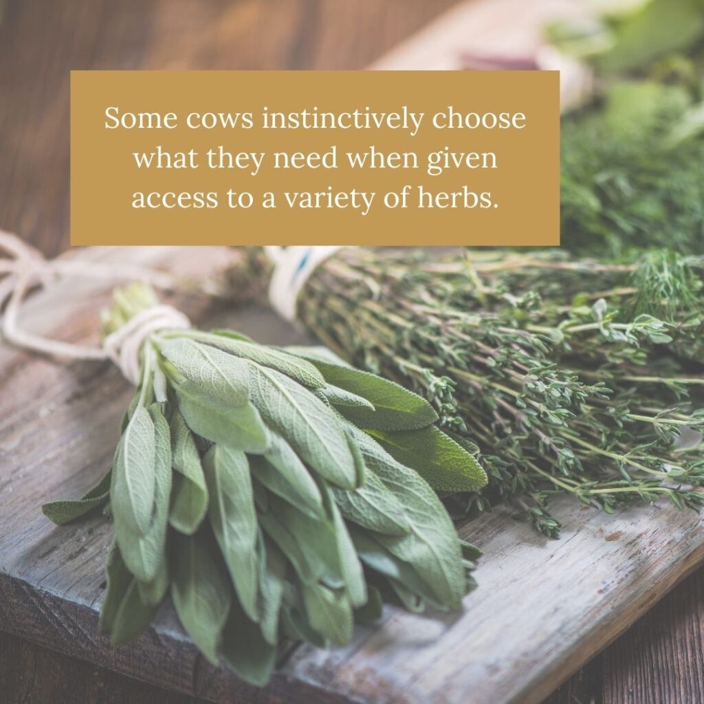 Some cows instinctively choose what they need when given access to a variety of herbs.